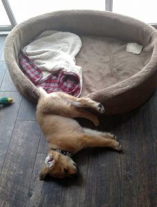 asleep-at-the-job